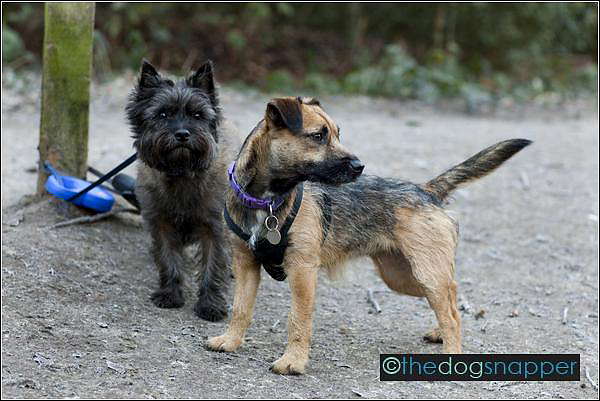 border cairn terrier cross breed