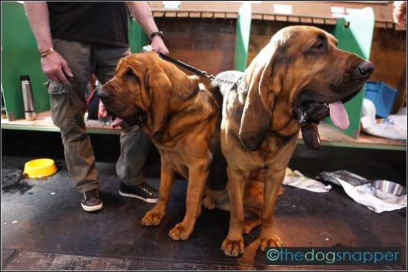 Taffy & Atticus, Bloodhounds
