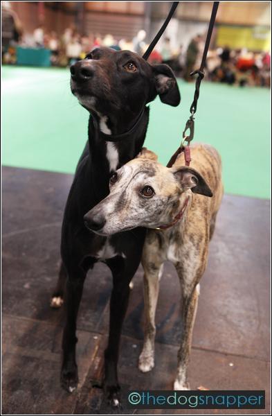 Obe & Tigger, Whippets