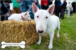 Ruby (on right) and Daisy (puppy), Bull Terriers