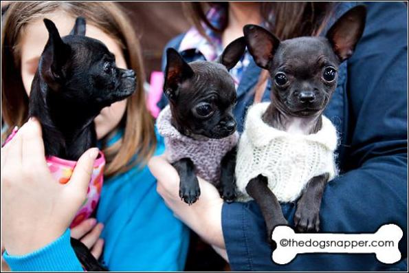 (left to right) Pippachoo, Boo and Chi Chi, Chihuahua